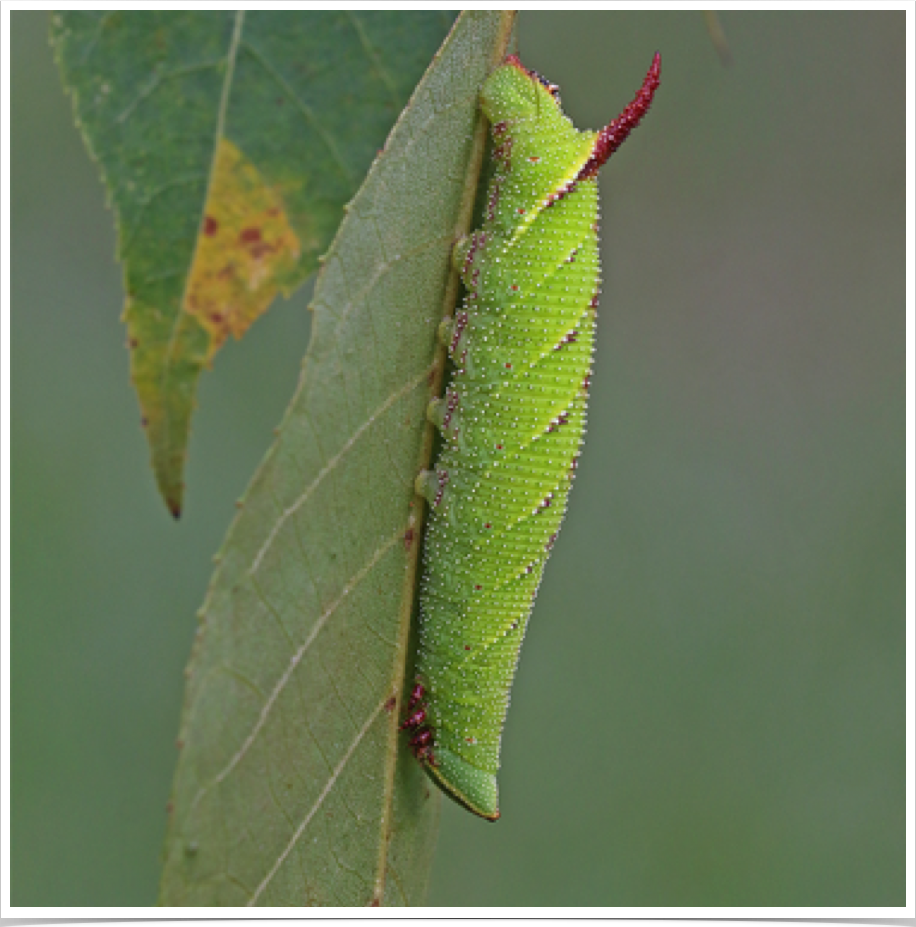 Amorpha juglandis
Walnut Sphinx
Choctaw County, Alabama